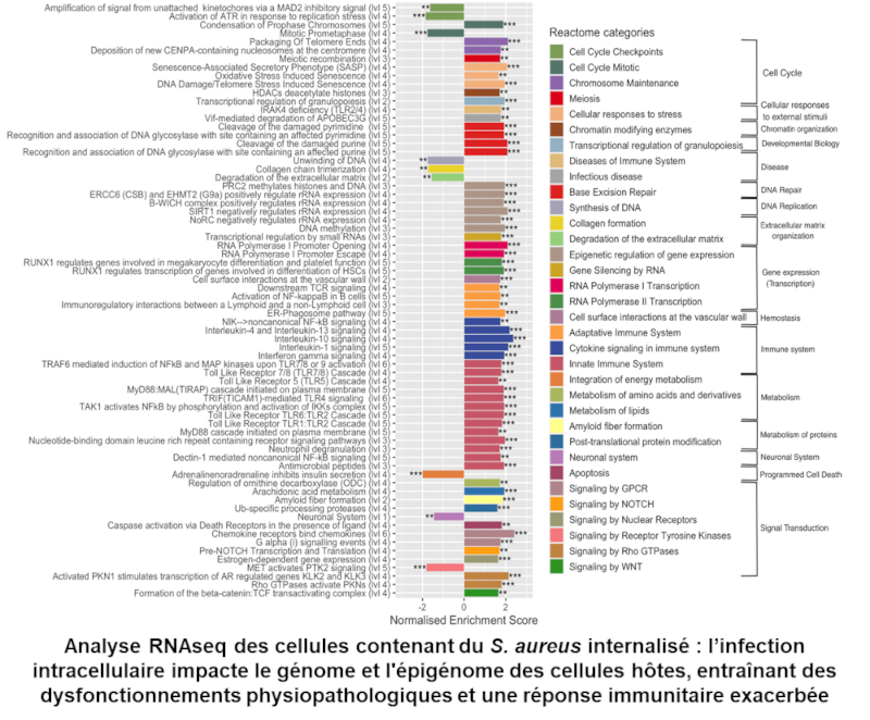 Voies métaboliques affectées par l'internalisation de Staphylococcus aureus