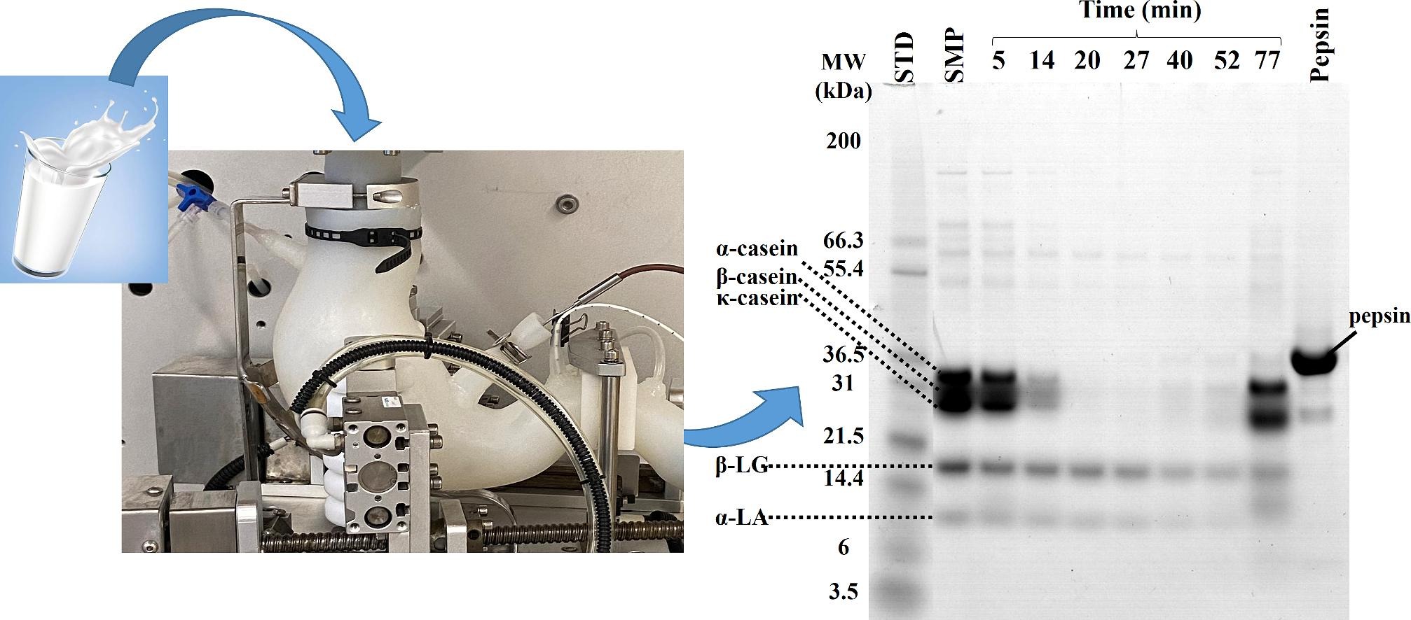 photo du digesteur in vitro NERDT et photo de gel électrophorèse où sont séparées les protéines de lait après digestion