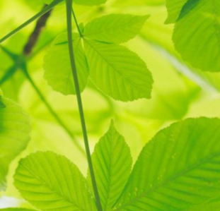 feuilles d'arbre