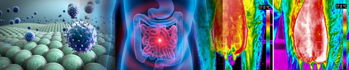 Images représentant des cellules, un tube digestif humain, et un organe inflammé
