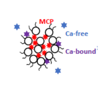 The casein micelle