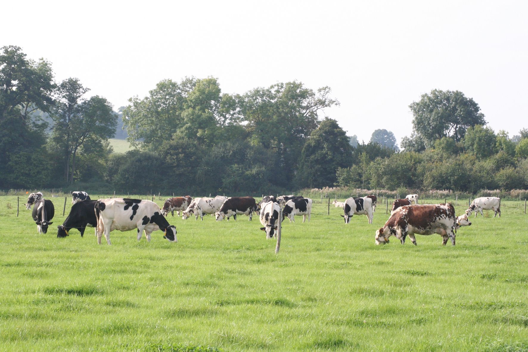 Troupeau de vaches